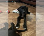 Small Labrador Retriever Mix