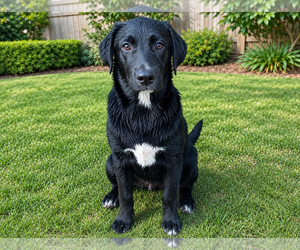 Usher - Male Labrador Retriever-Unknown Mix Dog for Adoption - Photo #3