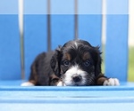 Small Photo #4 Bernedoodle Puppy For Sale in DAYTONA BEACH, FL, USA