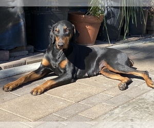 Father of the Doberman Pinscher puppies born on 03/03/2022