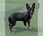 Small #9 Mutt