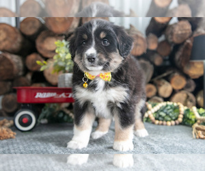 Medium Miniature Australian Shepherd