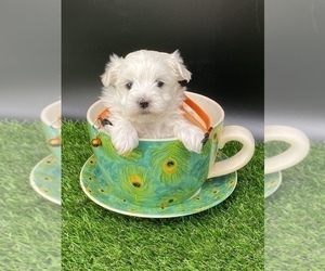 Maltese Puppy for sale in CASSVILLE, MO, USA