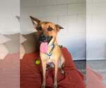 Small #13 German Shepherd Dog Mix