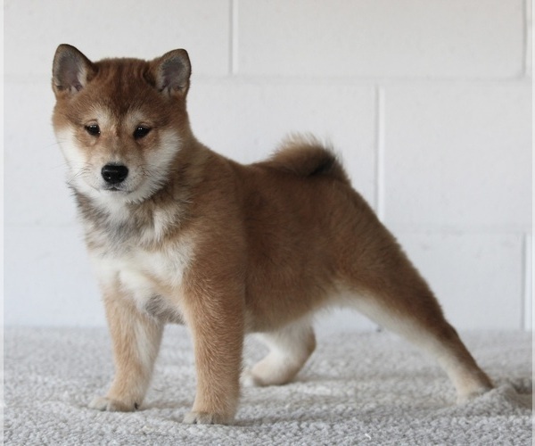 Medium Photo #3 Shiba Inu Puppy For Sale in FREDERICKSBURG, OH, USA