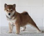 Small Photo #3 Shiba Inu Puppy For Sale in FREDERICKSBURG, OH, USA