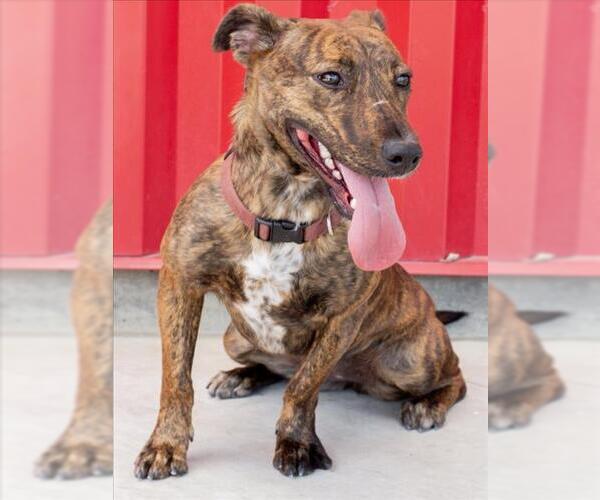 Medium Photo #1 American Pit Bull Terrier-Unknown Mix Puppy For Sale in Tracy, CA, USA