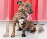 Small American Pit Bull Terrier Mix