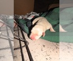 Small #2 Labrador Retriever