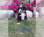 Small Photo #1 Bernedoodle (Miniature) Puppy For Sale in TOPEKA, IN, USA