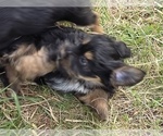 Small #4 Yorkshire Terrier