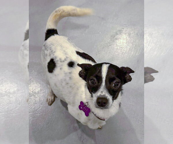 Medium Photo #3 Chihuahua-Unknown Mix Puppy For Sale in Corona, CA, USA