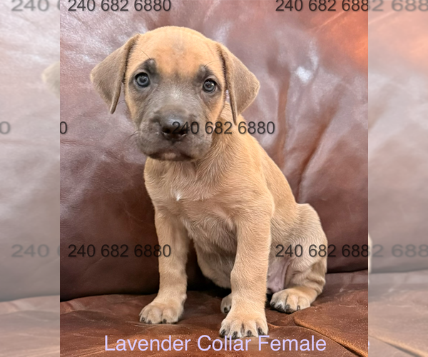 Medium Photo #2 Cane Corso Puppy For Sale in LA PLATA, MD, USA