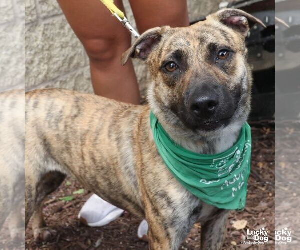 Medium Photo #2 Plott Hound-Retriever  Mix Puppy For Sale in Washington, DC, USA