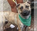 Small #1 Plott Hound-Retriever  Mix