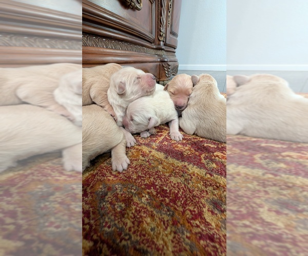 Medium Photo #7 English Cream Golden Retriever Puppy For Sale in ELVERTA, CA, USA