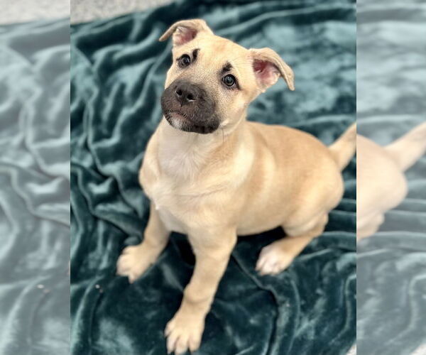 Medium Photo #2 American Pit Bull Terrier-Unknown Mix Puppy For Sale in Manahawkin, NJ, USA