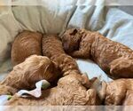 Small Photo #14 Goldendoodle (Miniature) Puppy For Sale in MANALAPAN, NJ, USA