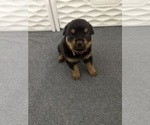 Small #2 Rottweiler