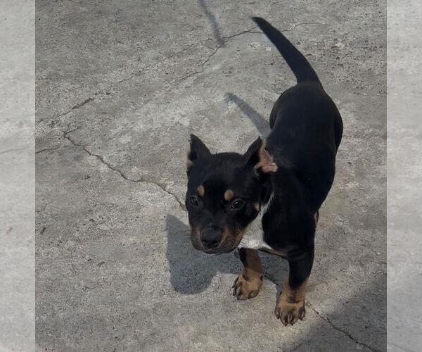 Medium Photo #6 American Pit Bull Terrier-Unknown Mix Puppy For Sale in Hayward, CA, USA