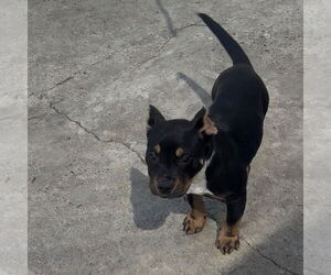 Quorra - Female American Pit Bull Terrier-Unknown Mix Dog for Adoption - Photo #6