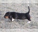 Small #4 Basset Hound