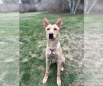 Small #8 German Shepherd Dog Mix