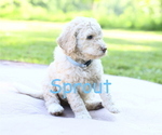 Puppy Sprout Goldendoodle