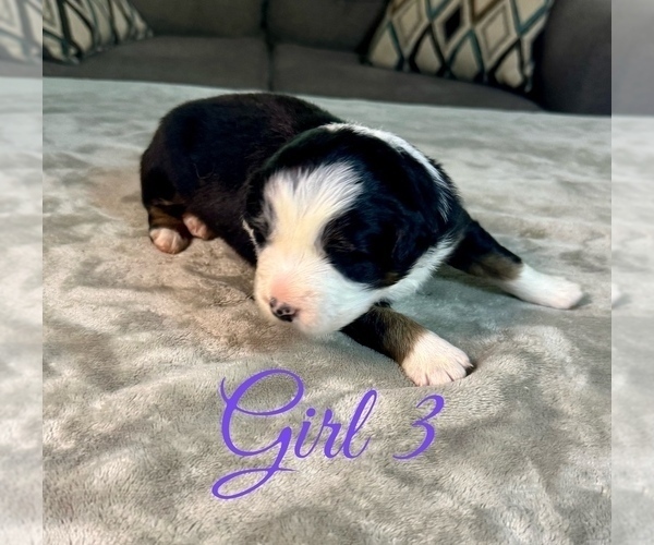 Medium Photo #59 Australian Shepherd Puppy For Sale in SALISBURY, NC, USA