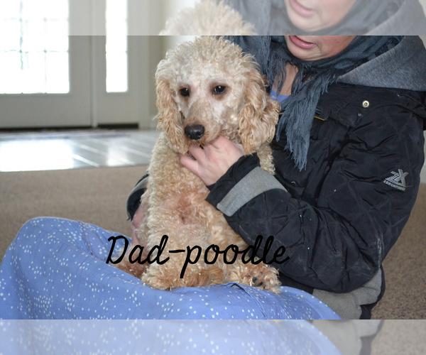 Medium Photo #1 Poodle (Miniature) Puppy For Sale in GREENWOOD, WI, USA