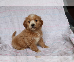 Goldendoodle (Miniature) Puppy for sale in SHILOH, OH, USA