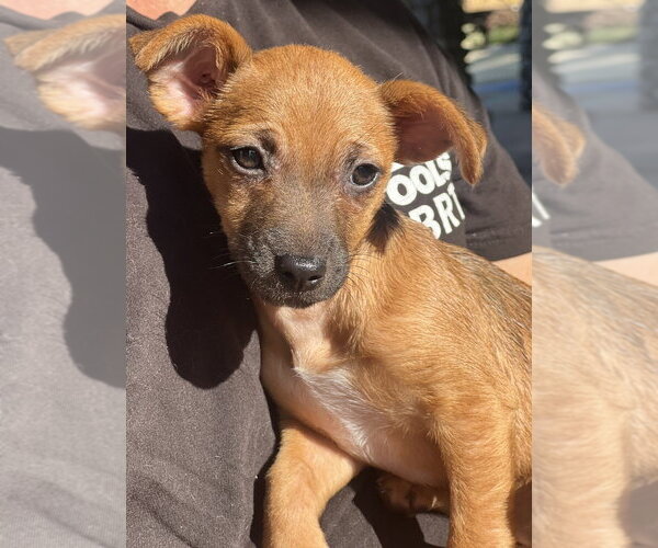 Medium Photo #4 Chihuahua-Unknown Mix Puppy For Sale in Dana Point, CA, USA