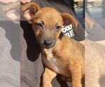 Small #3 Chihuahua Mix