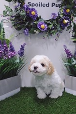 Maltipoo Puppy for sale in LAS VEGAS, NV, USA