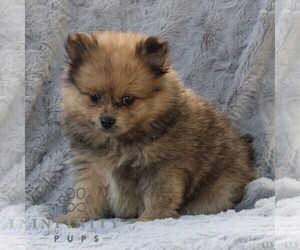 Pomeranian Puppy for sale in DRY RUN, PA, USA