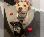Small #15 American Pit Bull Terrier Mix