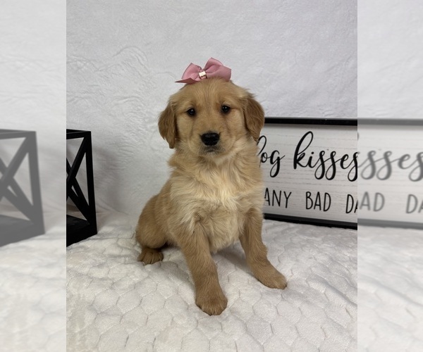 Medium Photo #2 Golden Retriever Puppy For Sale in GREENFIELD, IN, USA