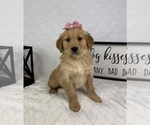 Small #1 Golden Retriever