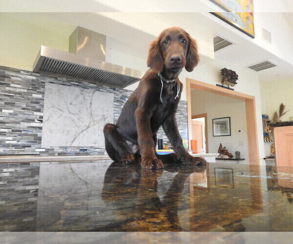 Medium Photo #17 Flat Coated Retriever Puppy For Sale in LAHAINA, HI, USA