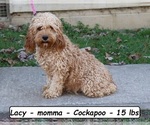 Small Photo #1 Cockapoo (Miniature) Puppy For Sale in CLARKRANGE, TN, USA