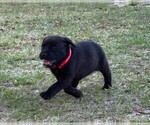 Small Photo #35 Rotticorso Puppy For Sale in REEVESVILLE, SC, USA