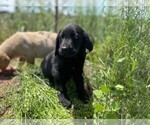 Small #13 Golden Labrador