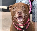 Small #24 American Staffordshire Terrier-Labrador Retriever Mix