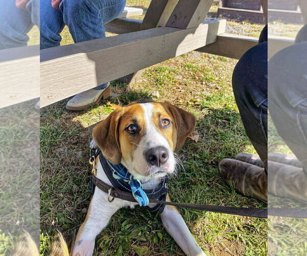 Medium Photo #27 Beagle-Unknown Mix Puppy For Sale in Fultonham, NY, USA