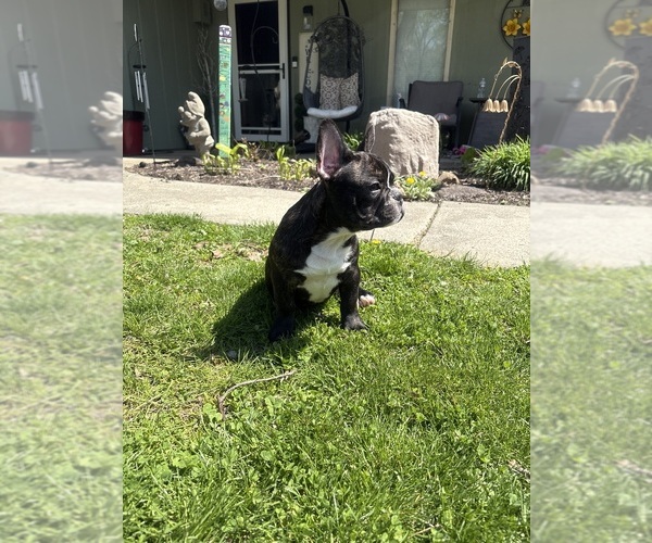 Medium Photo #6 French Bulldog Puppy For Sale in YORKTOWN, IN, USA