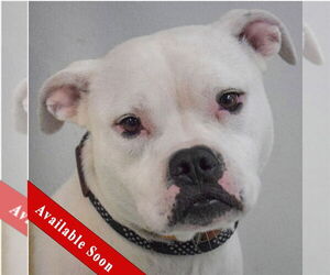 Bulloxer Dogs for adoption in Huntley, IL, USA