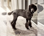 Small #2 Poodle (Standard)