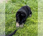 Small #5 German Shepherd Dog