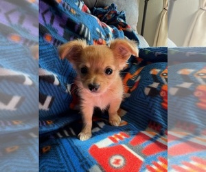 Chihuahua Puppy for sale in MILACA, MN, USA