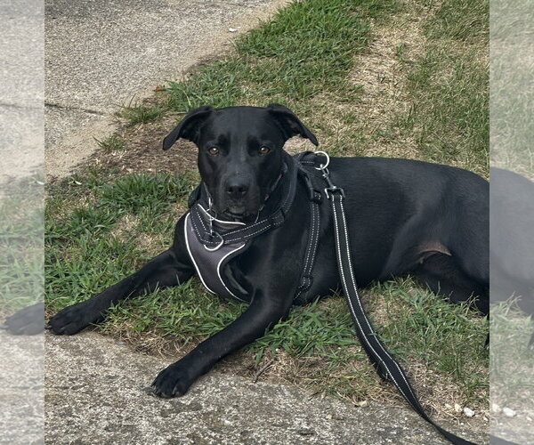 Medium Photo #1 Mutt Puppy For Sale in Fargo, ND, USA